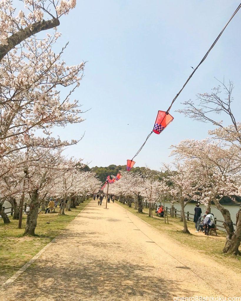 亀鶴公園桜並木