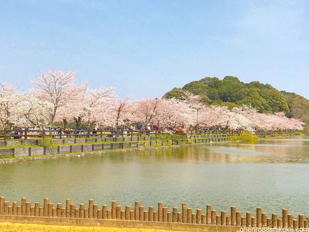 亀鶴公園桜並木