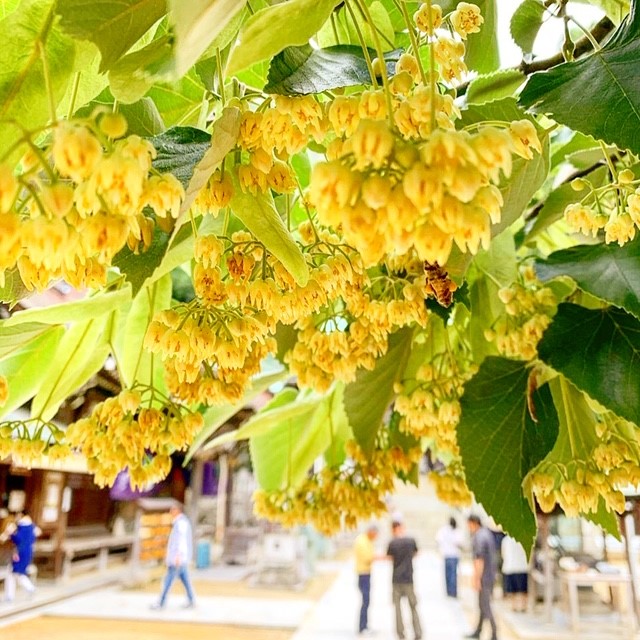 八栗寺の菩提樹の花
