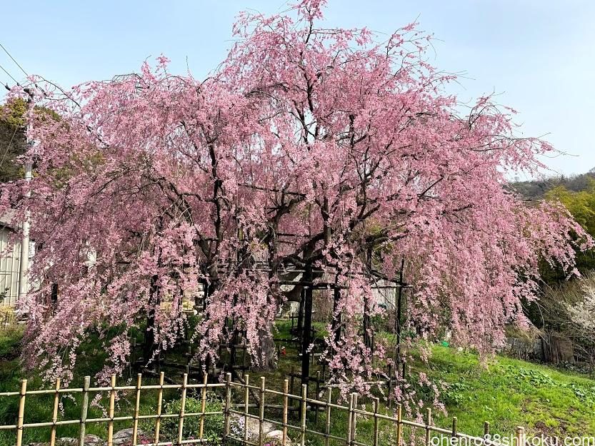 第八十一番札所【白峯寺】の桜と【鬼無のしだれ桜】2022年