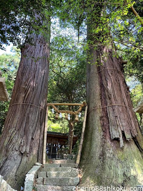 熊野神社の二本杉