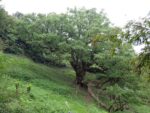 【志々島】樹齢1200年の大楠と世界で一番小さなおうち