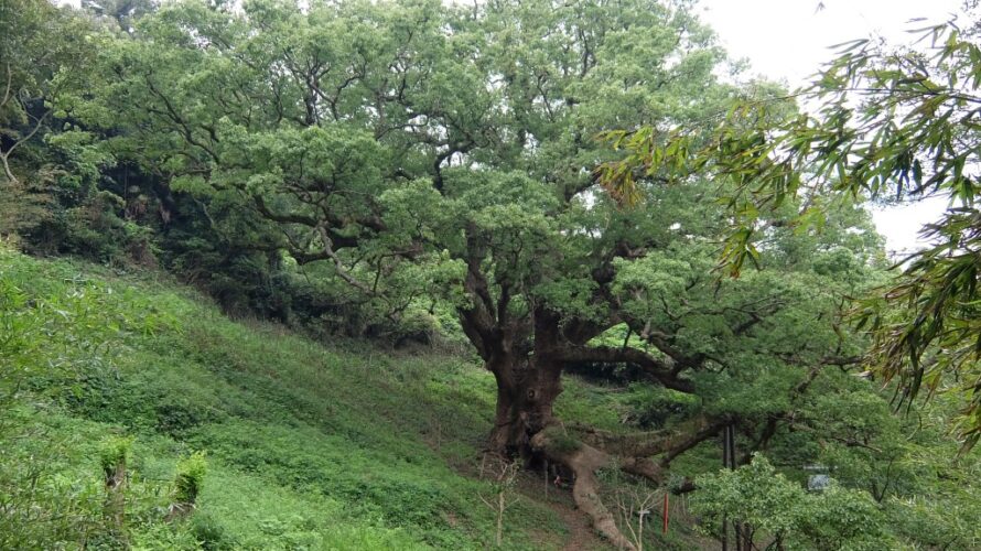 【志々島】樹齢1200年の大楠と世界で一番小さなおうち