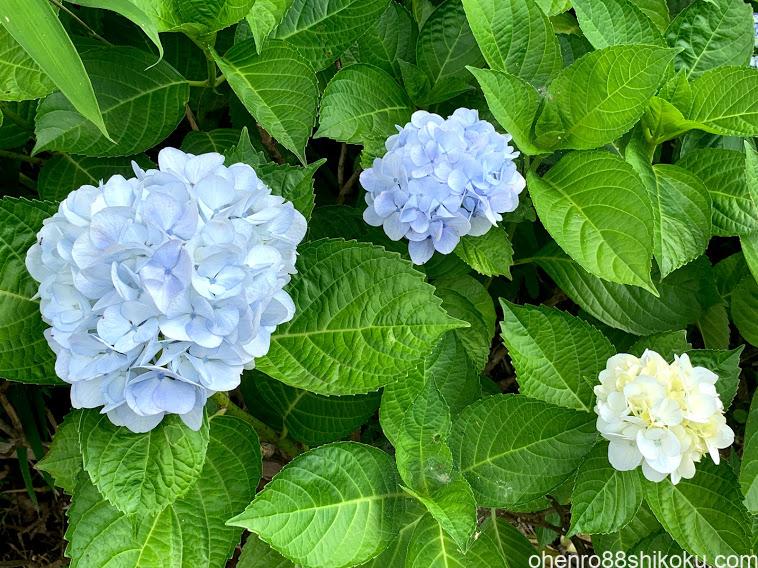 白峯寺の紫陽花
