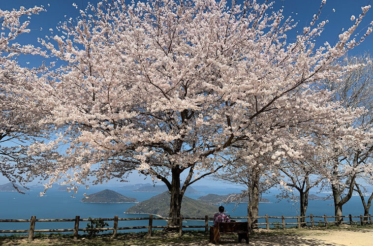 紫雲出山に桜を見に行く2022年【大浜漁港から徒歩】